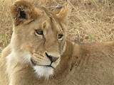 Buceta grande gato, Serengeti, QuÃªnia.