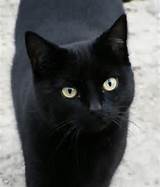 98 kb buceta grande gato a resoluÃ§Ã£o da imagem 550 x 413