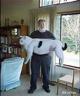 Este gato de buceta grande Ã© o material de que os cÃ£es tÃªm pesadelos