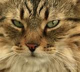Whats Up Pussy gato fotografar - Whats Up Pussy gato por natureza inspirado...