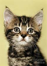 Pussy gato - gatos bonitos