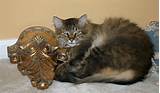 Buceta grande gato | Flickr - Photo Sharing!