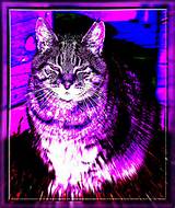 gatinho roxo grande... | Flickr - Photo Sharing!