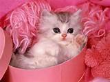 Pussy gatoÂ» free-pussy-cat-screensaver-big-2