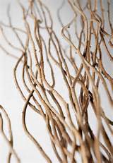 Ramos de salgueiro curly homenageia Natural