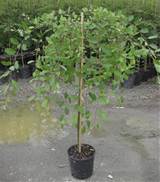 AnÃ£o Ã¡rvore de salgueiro-chorÃ£o (Salix caprea Pendula 'Kilmarnock') fornecido...