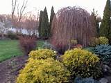 GUIA DE JARDINAGEM do NORDESTE: Jardim Bloom do Blogger dia de dezembro...