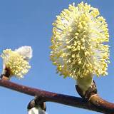 Salix Caprea Pendula | Choro salgueiro | Ãrvore de salgueiro Kilmarnock