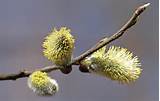 SALIX caprea Pendula