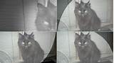 Bichano gato mÃºsica + letra - YouTube