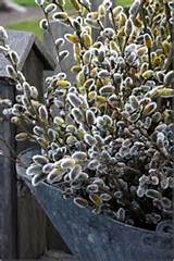 Salgueiros. | Plantio | Pinterest