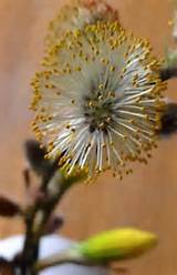 Salgueiro | PussyWillows | Pinterest