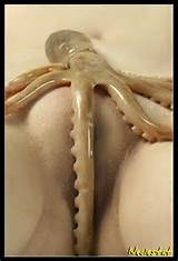 Buceta de Octo 159315 | Octopussy