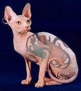 Gato sem pelos com tatuagens