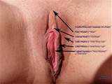 As partes de um bichano: Anatomia de buceta feita fÃ¡cil