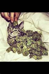 Wallpaper de erva dinheiro buceta #pussy #money #weed #weedpheed