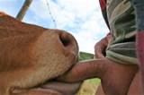 vaca de besta 125 48 boquete 571 besta vaca boquete goodtime