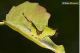 Terceiro estÃ¡dio de larva de mariposa gato descansando na almofada de seda