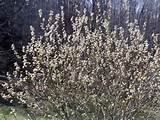 Salgueiro | Ãrea cultivada ~ Ã¡rvores e arbustos | Pinterest