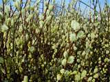 Homenageia, (Salix) 'Salgueiro gigante'