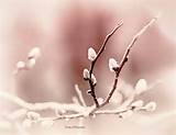Pussy Willow por ConnysWORLD