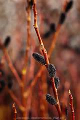 Black Pussy Willow (Salix gracilistyla 'Melanostachys') | GreenFuse...