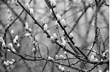 Ãrvore de salgueiro | Flores de cerejeira e salgueiros | Pinterest