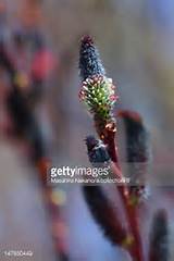 Preto salgueiro flor fotografia | Getty Images