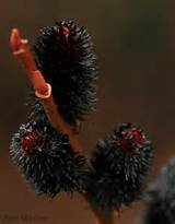 Salgueiro (Salix melanostachys) preto