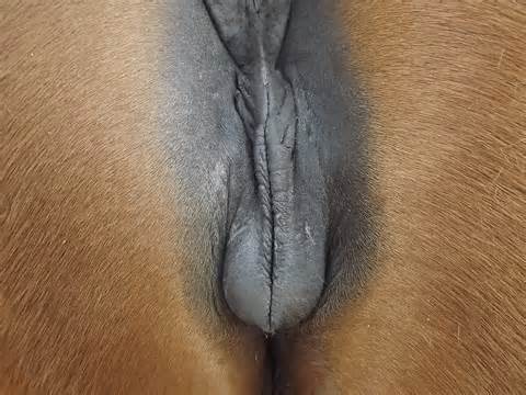 Huge Mare Pussy