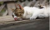 Bichano gato imagens | Galeria de louco