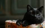 Gatinho preto - 1920 x 1200 - 16:10