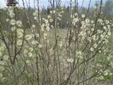 PlantFiles fotos: Cabra salgueiro, salgueiro (Salix caprea) francÃªs 6...