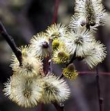 FrancÃªs-de-rosa salgueiro - muito resistente - Salix caprea