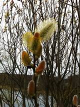 FrancÃªs Pussy willow amentilhos era tudo sobre salgueiros no inÃ­cio da Primavera!