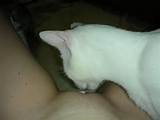 chicote de buceta do gato 884 buceta 1506 chicote creme 2 gato
