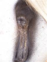 Foto de Vagina Ã©gua branca por burketthorsesonline | Photobucket