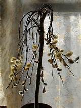 Ã¡rvore de salgueiro chorÃ£o | Flickr - Photo Sharing!