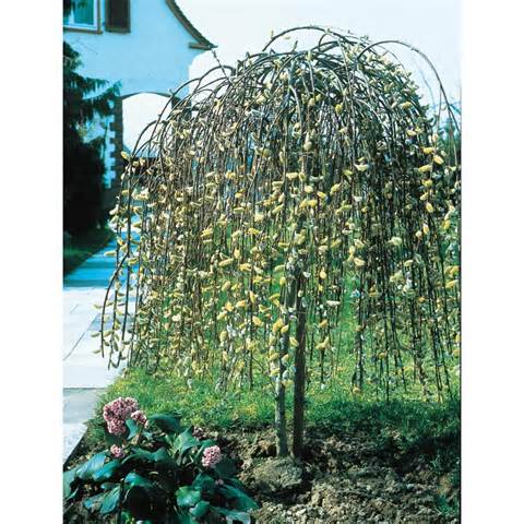Lista de 2016 Ã¡rvore Ornamental do Dammann | Do Dammann gramado e jardim...