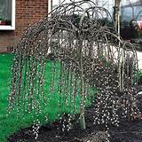 Choro de Ã¡rvore de salgueiro | Perenes e plantas | Pinterest
