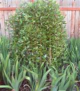 Salix caprea 'Pendula', Ã¡rvore de salgueiro Weeping.
