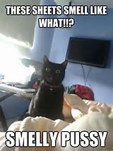 Estes lenÃ§Ã³is cheiram o que!? Buceta fedorenta - gato excessivamente anexado...