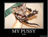 Gato do bichano molhado